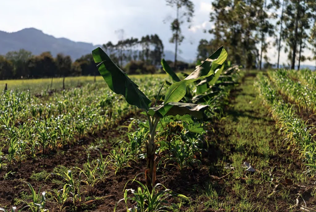 sistemas agroflorestais