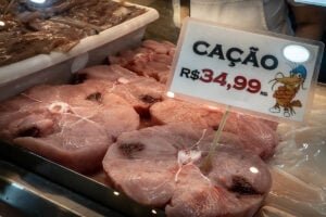 carne de cação