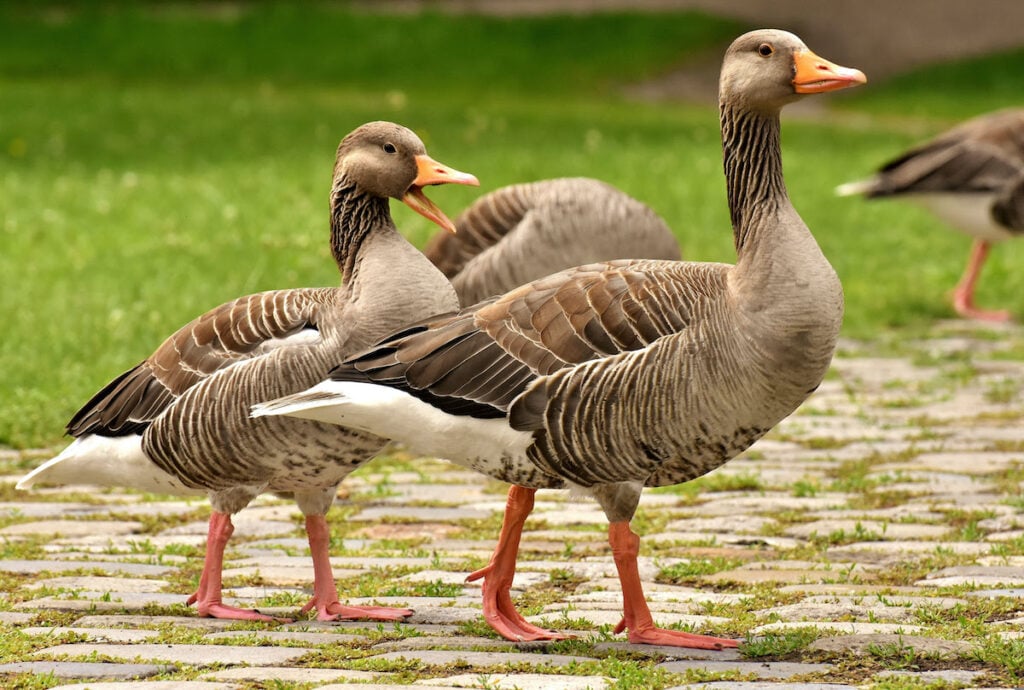 foie gras