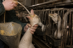 foie gras