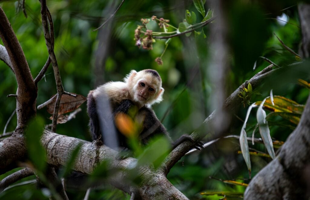 macaco