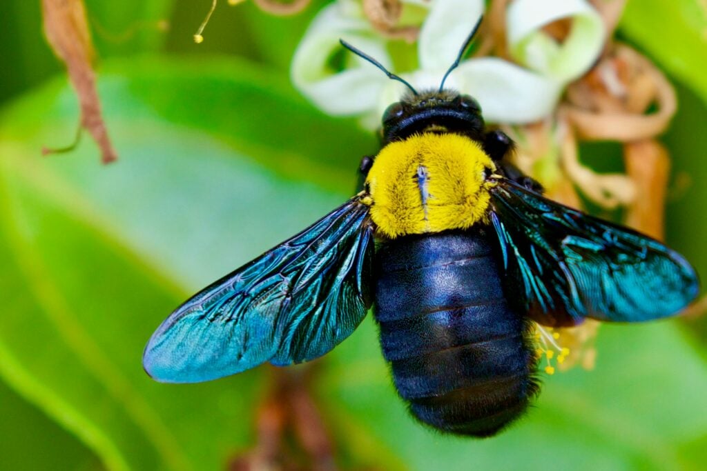 abelha azul