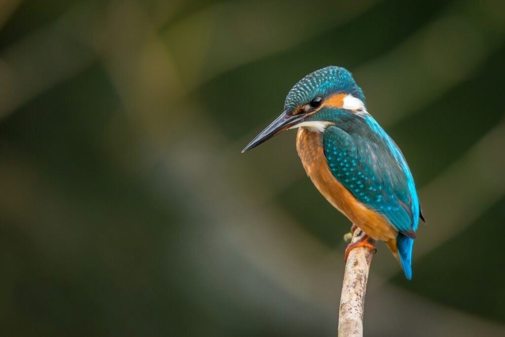 pássaro azul