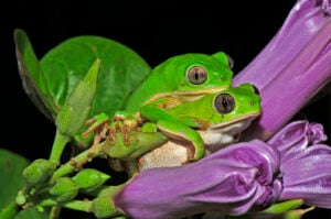 fotografia natureza