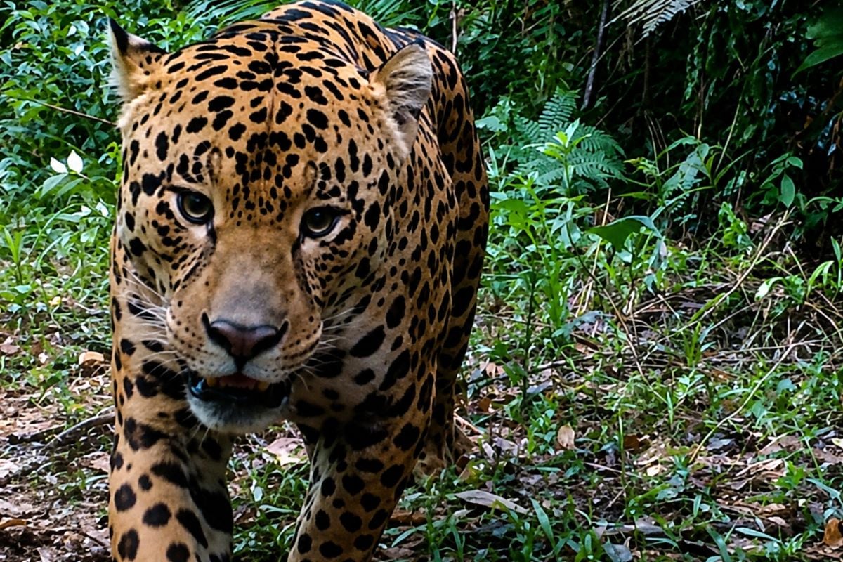 Inverno transforma o comportamento da fauna brasileira