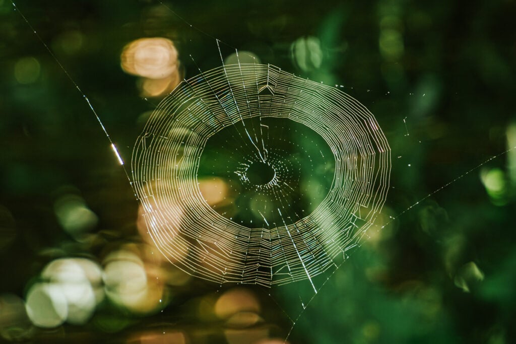 teia de aranha